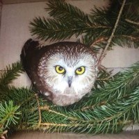 Gea (van de Pol) Beems