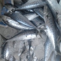 Something Fishy