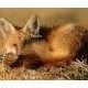 Lazy Fox