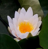 Soon-il Frediano Kwon