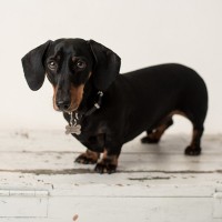 Yappy Alfie
