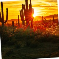 Antonia Robinson