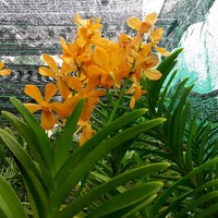 Trúc Sương Nguyễn