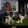 Nelis Zillig