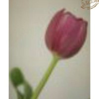 Fuad Mohammed