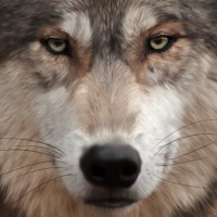 Timber Wolf