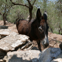 Terkel Bo Grum-Schwensen