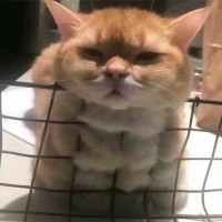 陈光灿