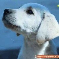 何正龙