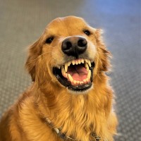 Jonsey The Service Dog