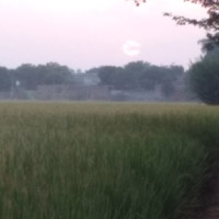 Harmesh Rai