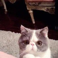 古德拜