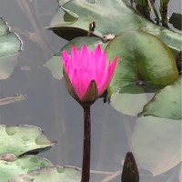 刘海伦
