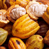 Cacao Libre De Cadmio