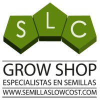 Director Operaciones