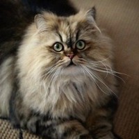 Елена Железова