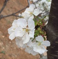 欧阳磊