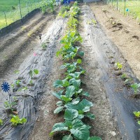 JoJuana Leavell-Greene, CPM