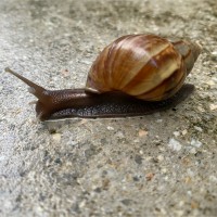 梁博涵