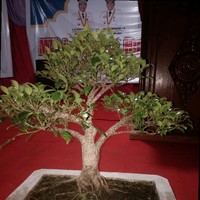 Krisna Wati