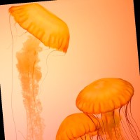 Boombim Nuttida Intanu