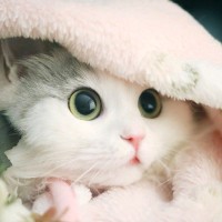 王家洛