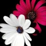 Diksha Thamke