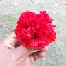 Taijul Islam