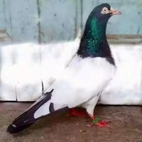 Ali Raza