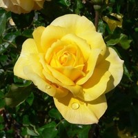rosa manitta