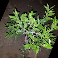 علی جعفری