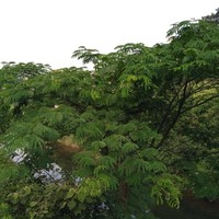 范林森
