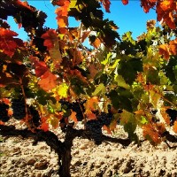 Ana Isabel Llera Pacheco