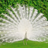 slLalitha kappagantula