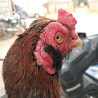 Rakesh Roshan Kamalasekaran