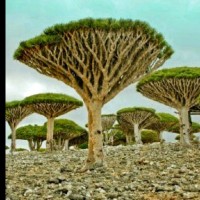Ahmed Hadjou