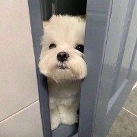 施佳佳