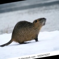 River Rat