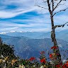 Priti De