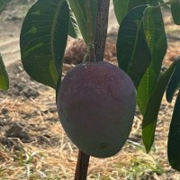 Jorge Narváez Rivera