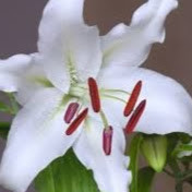 Leticia Dionicio