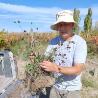 guillermo donnerstag