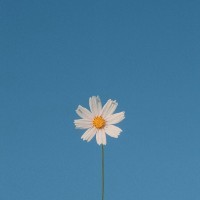 ريان النعيم