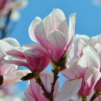 Chahrazed Meriem ITT