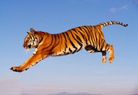 Le Tigre Wf