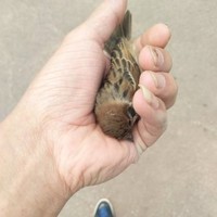 朱思杭