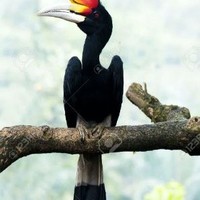 Reinaldy Primabudi