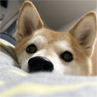 宋佳伦