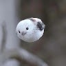 宋文亚