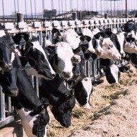 Dairyxchange (Dx)